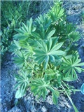 Lupinus